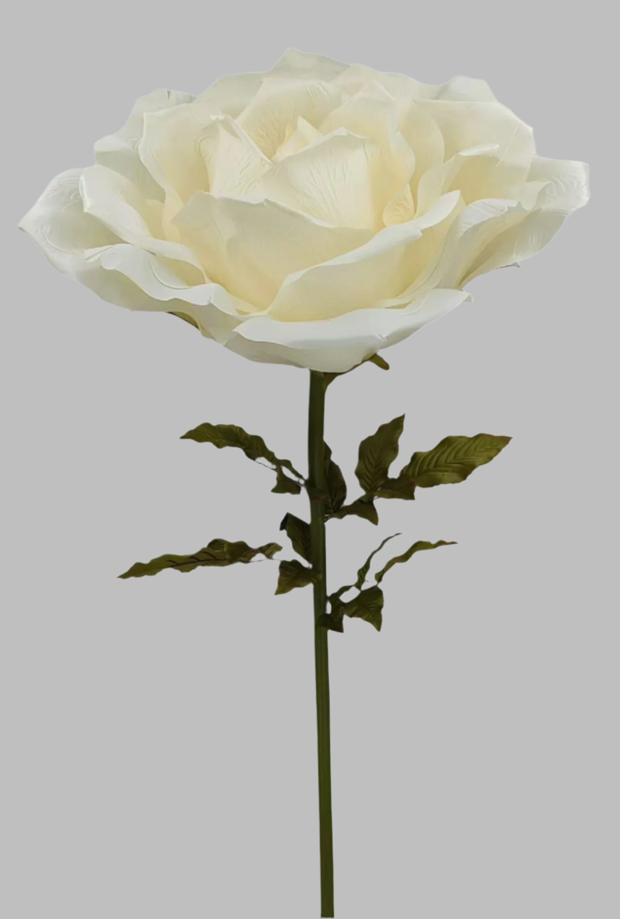 Giant Cream Rose