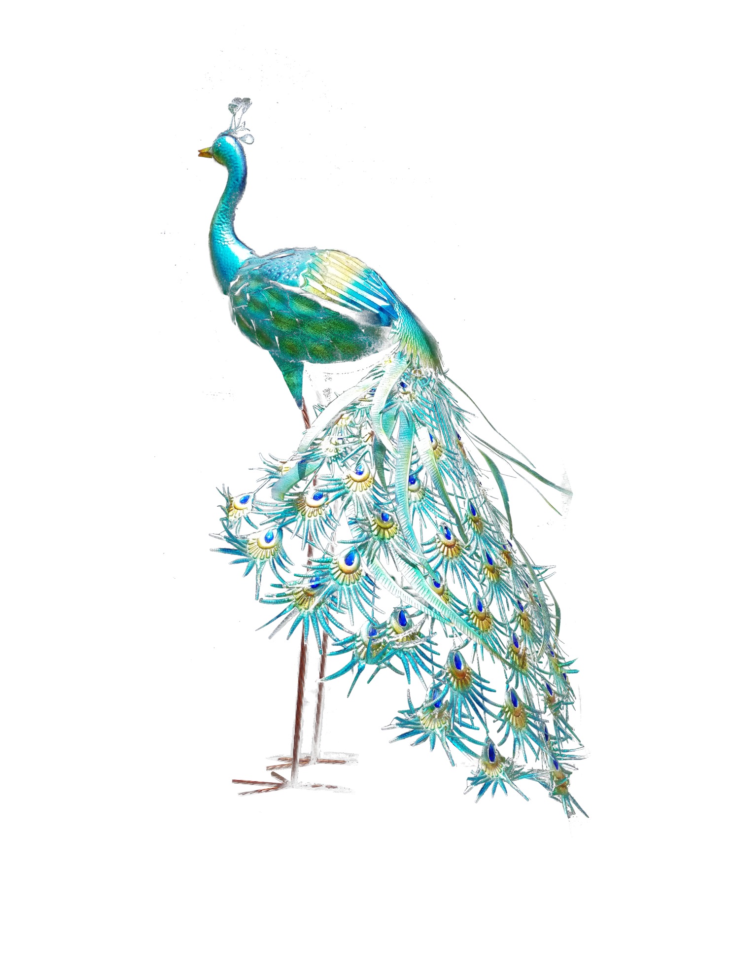 Peacock