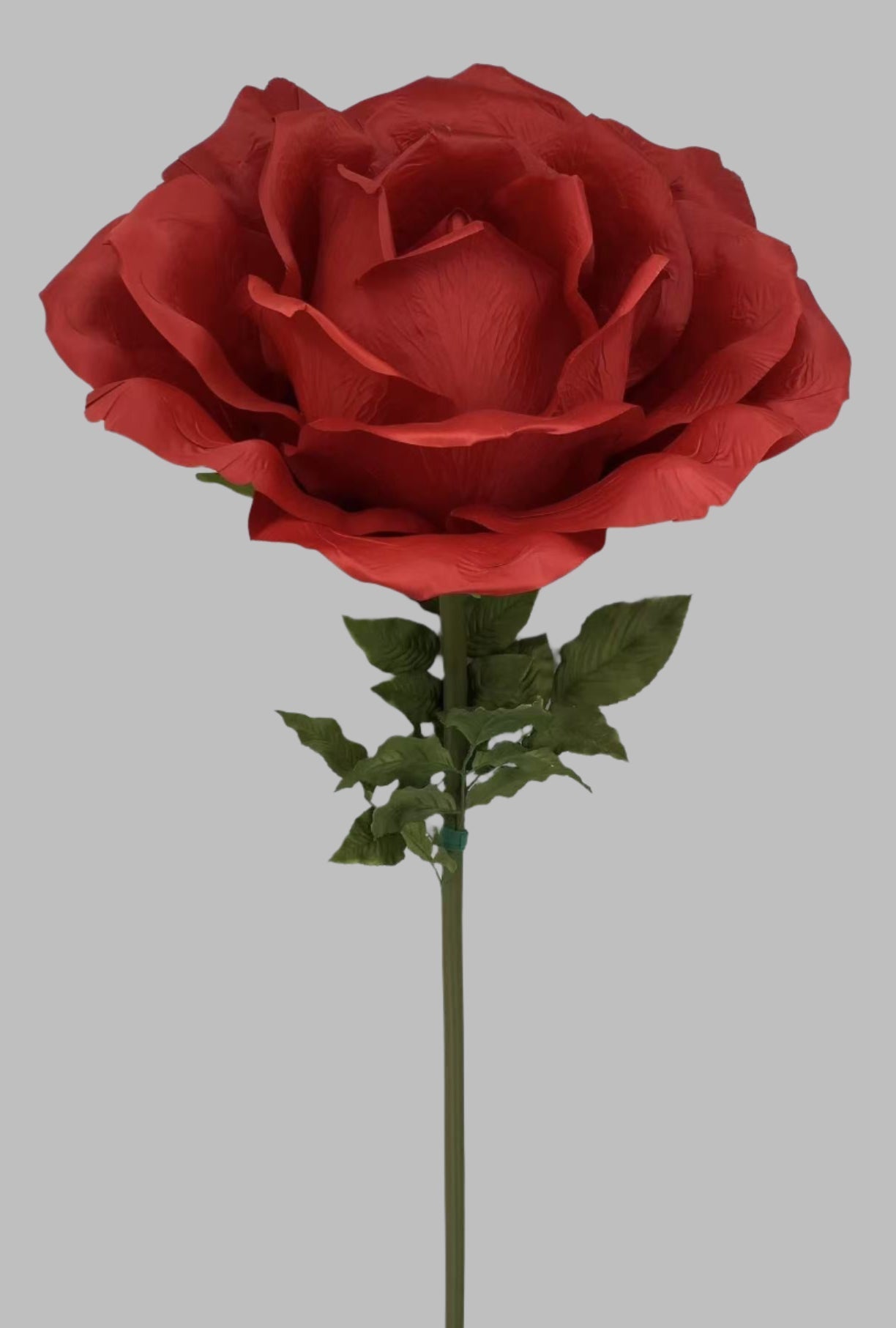 Giant Red Rose