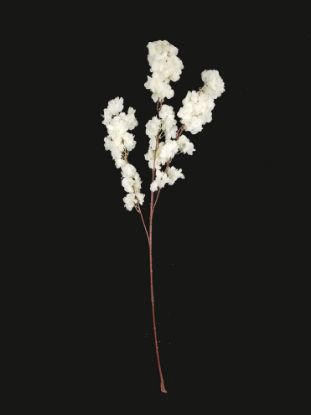 Picture of FLSX01 - Cream 42" Cherry Blossom Branch