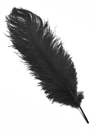 Picture of Black Ostrich Feathers - 22" - 32"