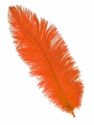 Picture of Orange Ostrich Feathers - 22" - 32"