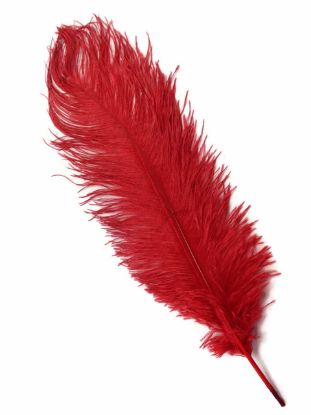 Picture of Red Ostrich Feathers - 22" - 32"