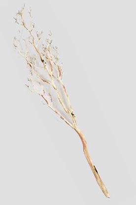 Picture of AD384 - Natural 60"Glitter Tree Branches
