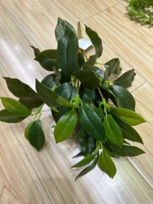 Picture of BANYAN LEAVES